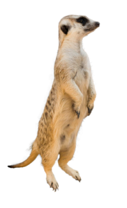 Meerkat Looking Aroung